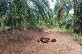 Habis Lebaran, Petani Sawit di Bengkulu Tengah Megap-megap