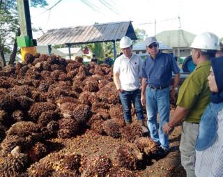 Kalau Ingin Harga TBS Mahal, Petani Diminta Tinggalkan Tengkulak