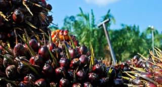 1,81 Juta Ton Minyak Sawit Indonesia Dikonsumsi Sendiri, 714 Ribu Ton untuk Biodiesel