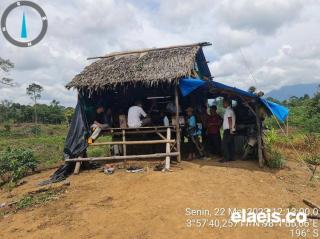 Separuh Tanaman PSR di Aceh Tamiang Rusak Akibat Hama, Ini yang Dituding Jadi Penyebabnya