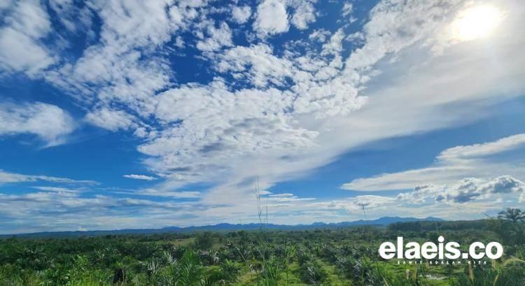 Segini Luasan Sawit PSR Yang Sudah Menghasilkan. Sumsel Terluas
