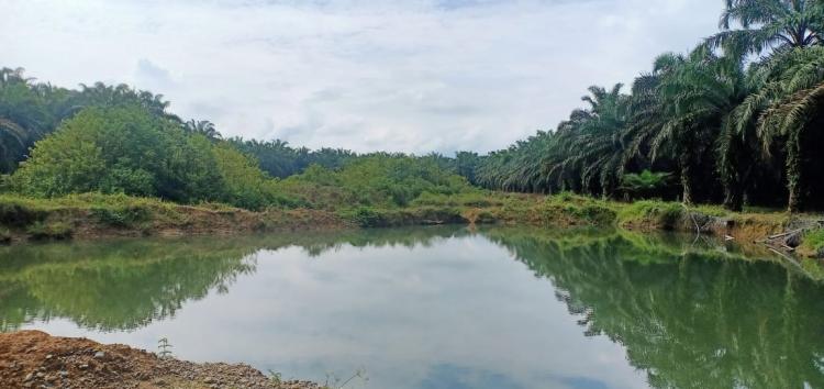 Warga Rokan Hulu Keluhkan Kuari di Kebun Sawit