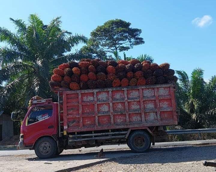 Ini yang Menyebabkan Truk Sawit ODOL Dilarang Melintas di Jalan Raya