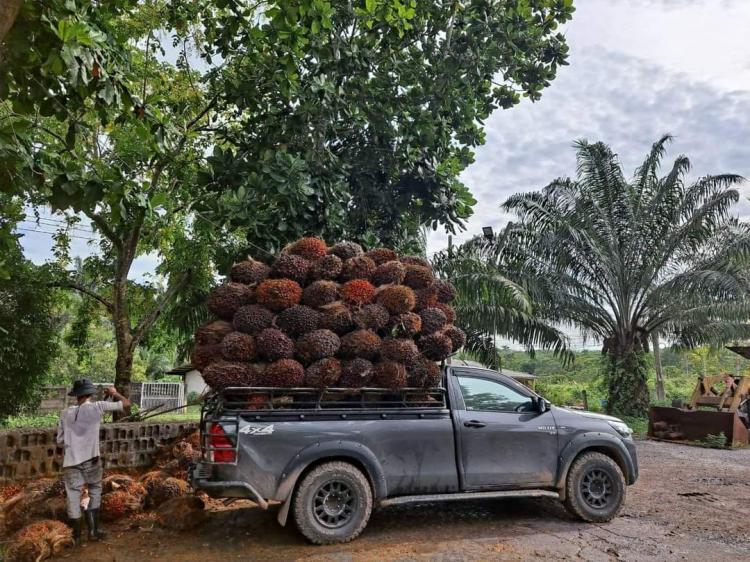 Produksi Sawit Turun dan Harga Murah, Bisa Munculkan Pengangguran Musiman