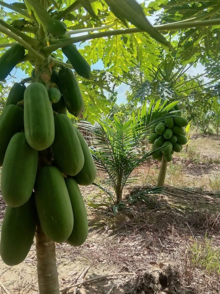Petani Sawit di Bengkulu Tengah Keruk Cuan dari Pepaya California