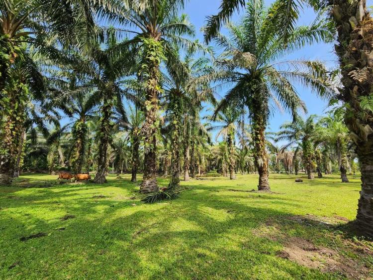 Berkebun Sawit di Kota Besar Bukan Jaminan Gampang Dapat Hibah Replanting