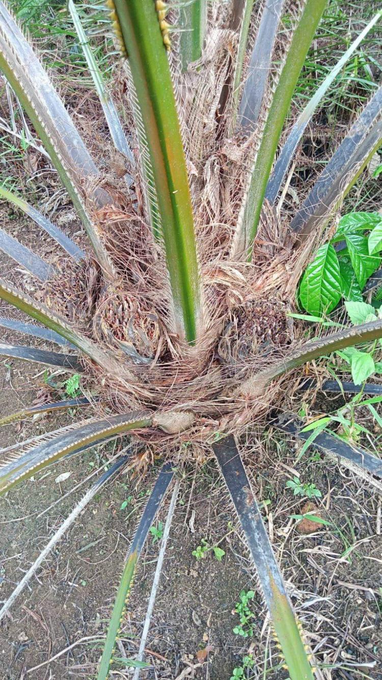 Penggunaan Pestisida Berlebih Ancam Produksi Buah Sawit
