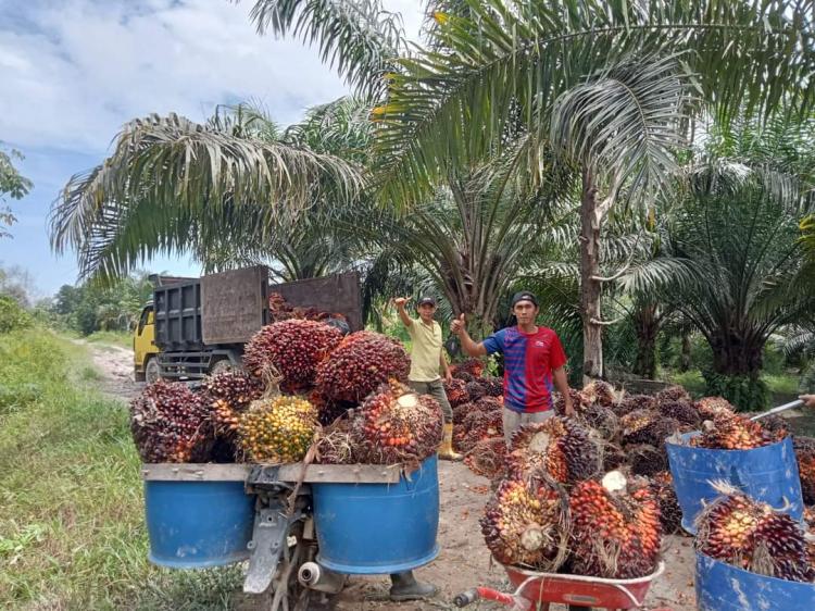 Petani Diingatkan Jangan Berhenti Panen Karena Harga Sawit Murah, ini Risikonya