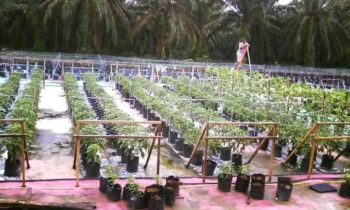 Petani Sawit Diminta Dukung Peningkatan Ketahanan Pangan
