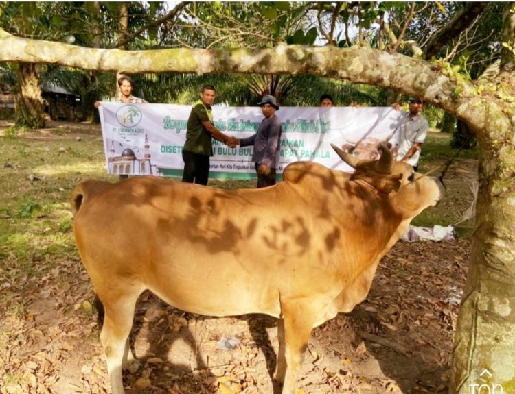 Perusahaan Sawit Salurkan Hewan Kurban untuk Masyarakat Aceh