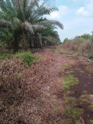 Kekeringan di Bengkulu Selatan Dikhawatirkan Ancam Pertumbuhan Sawit
