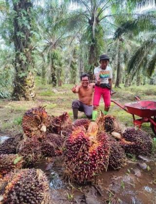 Petani Sawit di Bengkulu Tengah Bisa Jaga Produksi di Tengah Kemarau, Tapi...