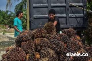 Harga TBS Sawit di Riau Ditetapkan Naik Tipis Jadi Rp 2.265/Kg 