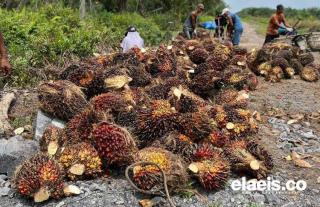 Turun, Harga Kelapa Sawit di Sumbar Rp2.282,63/Kg