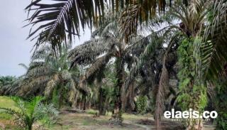 Ini Daftar Harga Jual CPO dan Kernel di Riau Minggu Ini