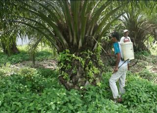 Diformulasi Peneliti BRIN, Pestisida Ramah Lingkungan Dikomersialisasi