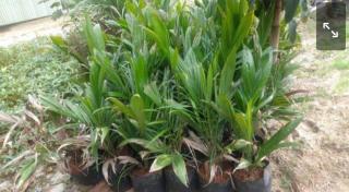 2 Bulan Ditanam, 80 Batang Sawit Raib dari Kebun Agustinus dalam Semalam