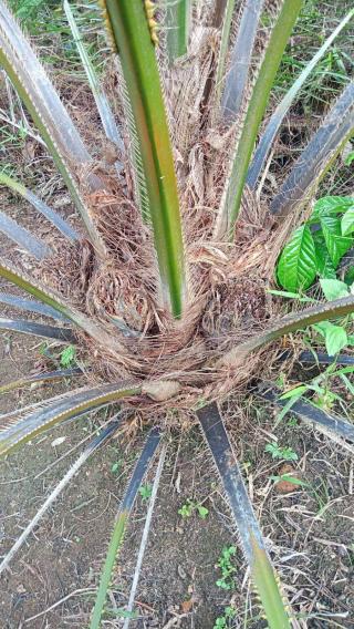 Penggunaan Pestisida Berlebih Ancam Produksi Buah Sawit