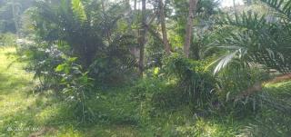 Harga Kebun Sawit Ilegal di Mukomuko Lebih Mahal dari Lahan Kosong Legal di Kalbar