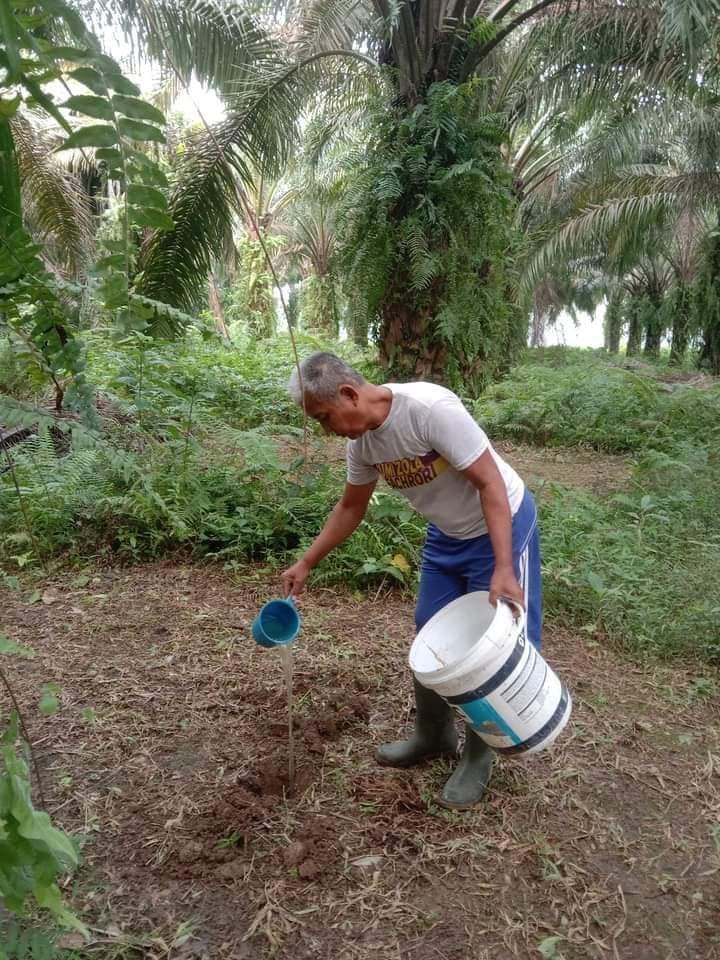 Pakai Pupuk Kocor Organik, Petani Kaget Hasil Panen Sawit Melonjak