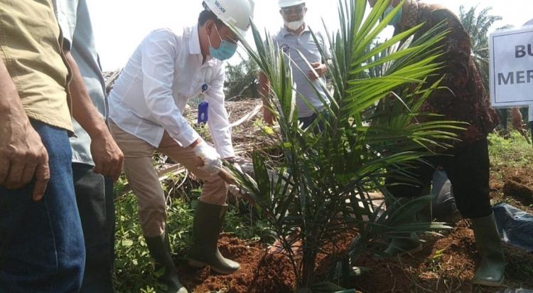Sudah Rp 21,157 Milyar Dana PSR Disalurkan ke Pekebun Sawit di Bungo