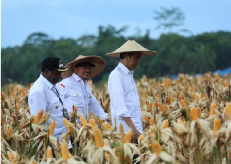 Jokowi Puas dengan Hasil Panen Jagung di Food Estate Keerom