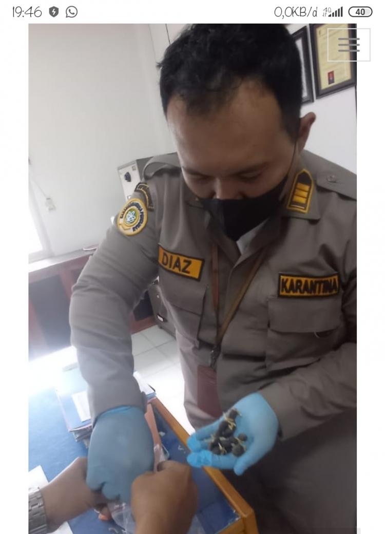 Tiba di Bandara Mopah Merauke, Puluhan Ribu Kecambah dari Medan Diperlakukan Begini