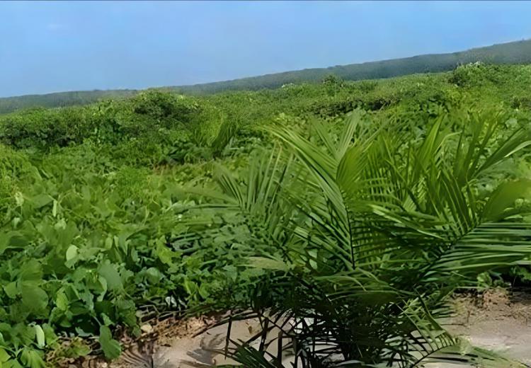 Petani Sawit Diminta Perbanyak Tanaman Mucuna Bracteata, ini Gunanya