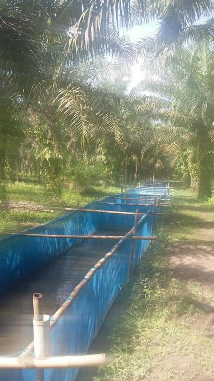 Perikanan Budidaya, Peluang Diversifikasi Usaha Bagi Petani Sawit