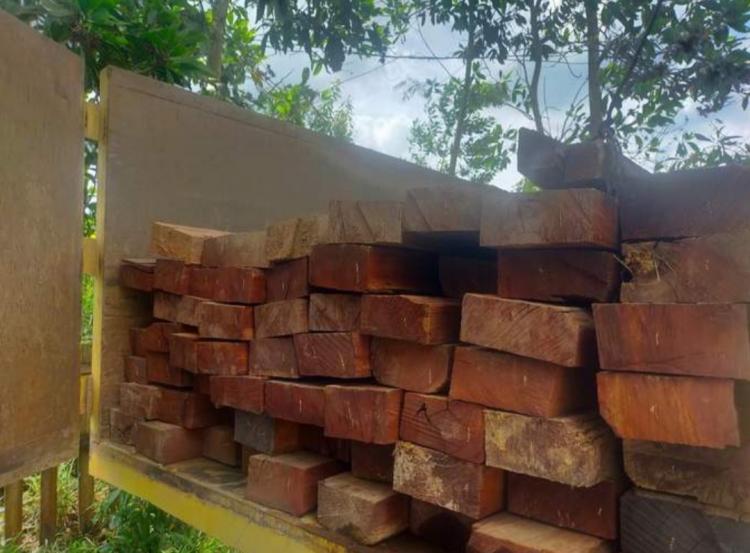 Ratusan Potong Kayu Disita dari Pembalak Kebun Sawit Perusahaan