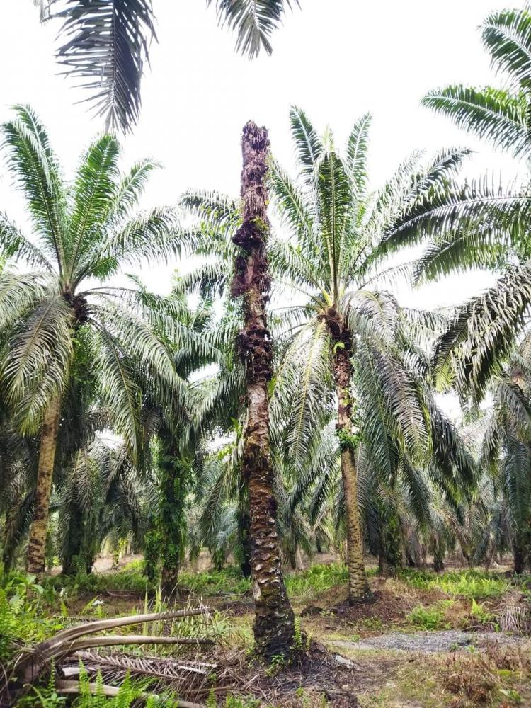 700 Hektar Kebun Sawit Diusulkan Ikut Program PSR, ini Harapan Petani