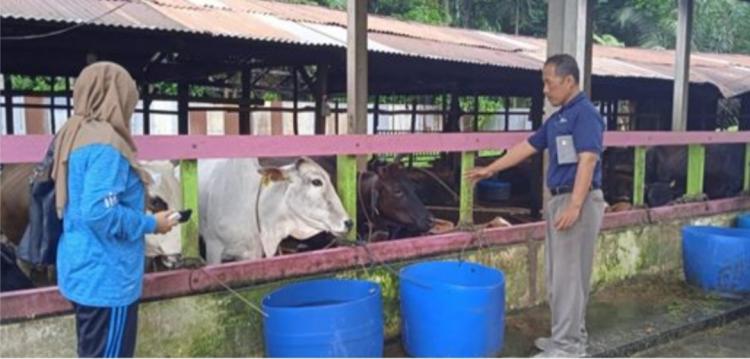 Dengan Integrasi Sawit-Sapi, Tidak Ada Limbah yang  Terbuang