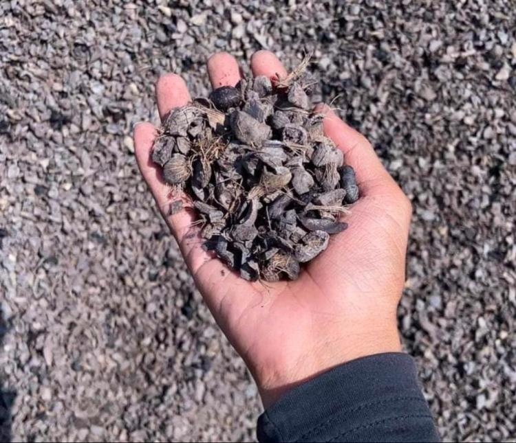 Cangkang Sawit Bisa Bikin Kantong Petani Bengkulu Makin Tebal, Kalau...