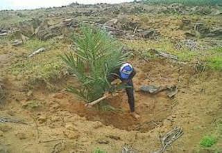 Ini Keuntungan Bertanam Sawit di Lahan Sendiri