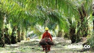 Gara-gara Harga Sawit Turun, NTP Riau Juni 2023 Anjlok 4,20 Persen