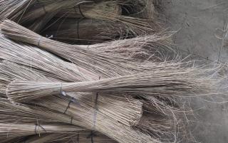 Lidi Sawit Dapat Menjadi Sumber Pendapatan yang Signifikan bagi Petani Kelapa Sawit