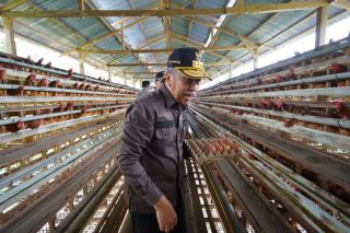 Berbasis Sawit, Mayoritas Warga Desa Ini Sukses Berkat Penerapan Sistem Pertanian Terpadu