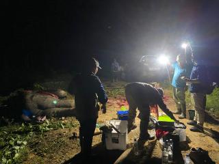 Diduga Keracunan, Gajah Sumatera Ditemukan Mati Dekat Perkebunan Sawit di Pelalawan