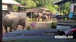 Kawanan Gajah Rusak Kebun dan Rumah Warga Pekanbaru 
