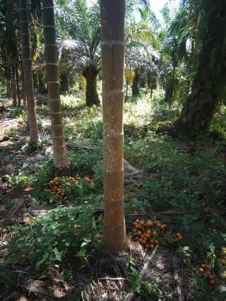 Tanam Pinang di Kebun Sawit, Petani Kantongi Segini Sekali Panen