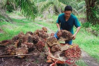 Produksi Sawit Terancam Turun, APKS Bengkulu Bentuk Tim Khusus