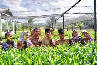 Bantuan Ribuan Bibit Unggul Sawit Diharapkan Dongkrak Perekonomian Petani