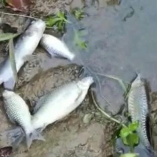 Bikin Cemas, Banyak Ikan Ditemukan Mati di Sungai Dekat Pabrik Sawit