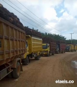 Harga Naik, Antrian Angkutan Kelapa Sawit Kembali Terjadi