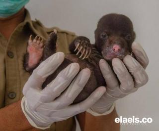 Saat Membersihkan Lahan, Warga Temukan Bayi Beruang Madu dalam Kebun Sawit
