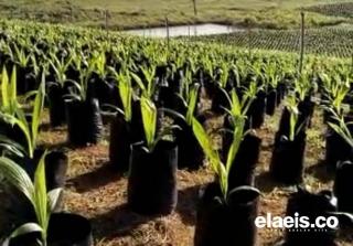 Terapkan Sistem Online, Apkasindo Kaltim Khawatir Babe-Bun Seperti Program Beasiswa BPDPKS