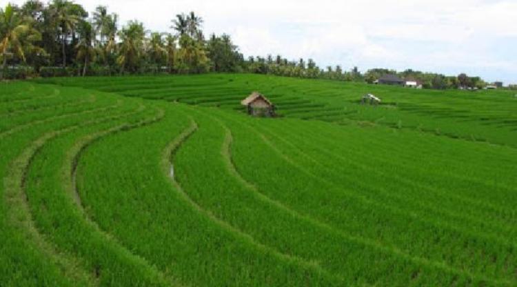 Padi Lebih Menguntungkan Dibanding Sawit, Petani Diminta Hentikan Konversi