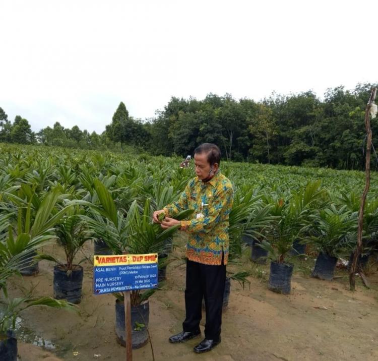 22.400 Bibit Sawit Bersertifikasi akan Dibagikan ke Petani