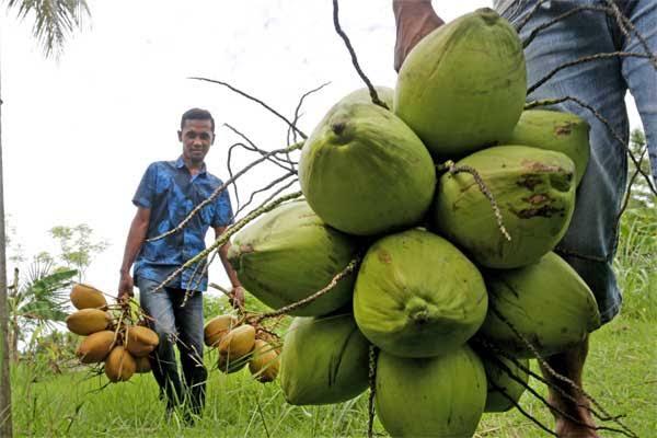 Hasilkan Rp73 Juta per Tiga Bulan dengan Lahan 3 Hektare, Petani Pulau Enggano Ini Pilih Kelapa Dibanding Sawit