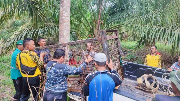 Serang Petani, Perangkap Dipasang untuk Tangkap Beruang Madu